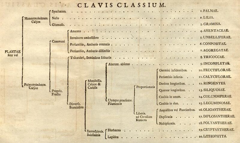 Florae leydensis prodromus, 1740. 