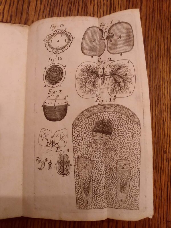 Anatomy of Vegetables Begun, 1672.